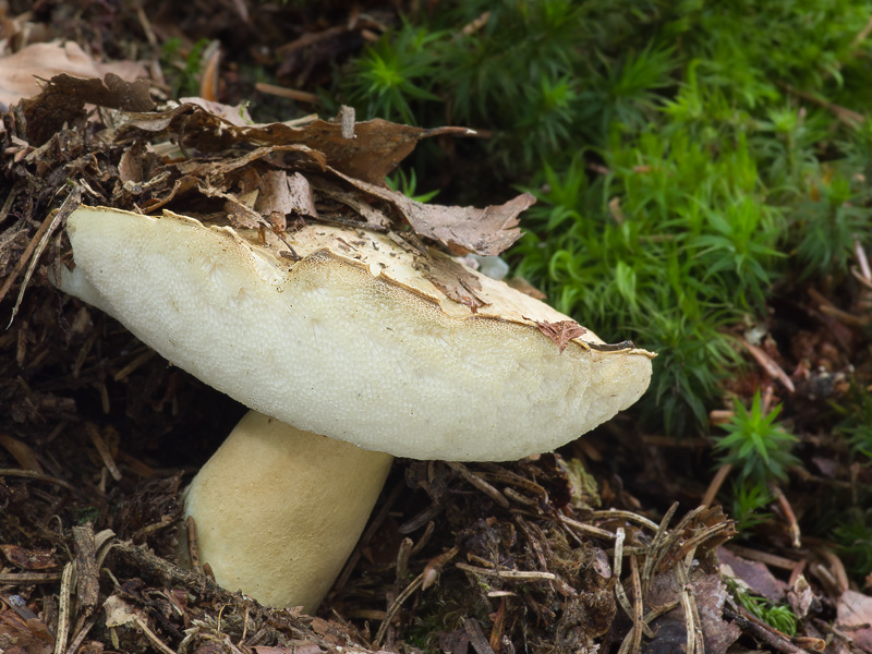 Gyroporus cyanescens